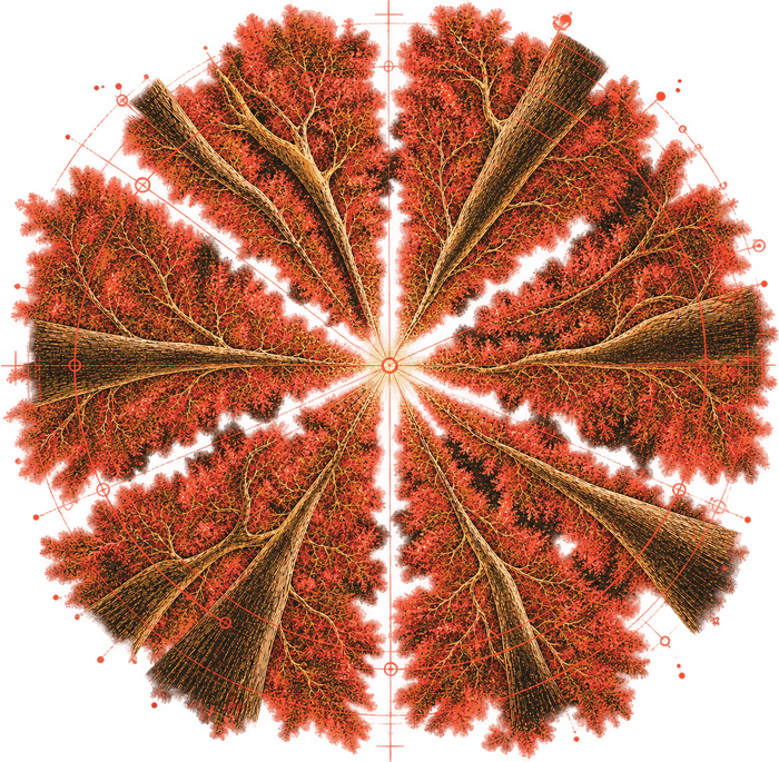 A citrus canopy viewed from below, its crowns divided into wedge-shaped segments by open channels of sky radiating from a single lit point